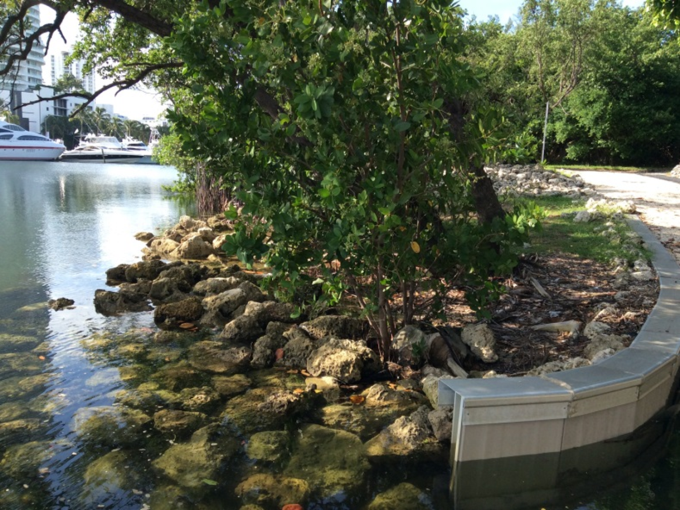 Living Shorelines Picture 1